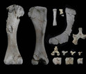 skeleton bones of the baby Rapetosaurus, including several vertebrae from the hip and tail.